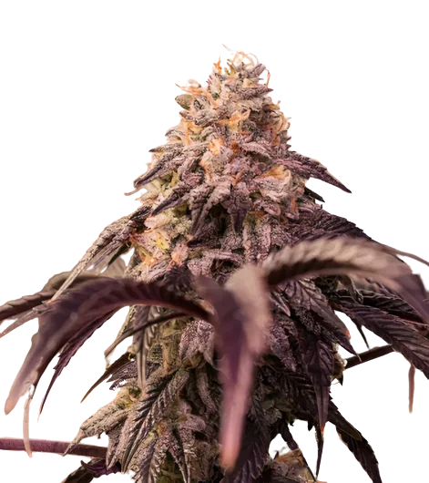 Pamelina Cannabis Seeds