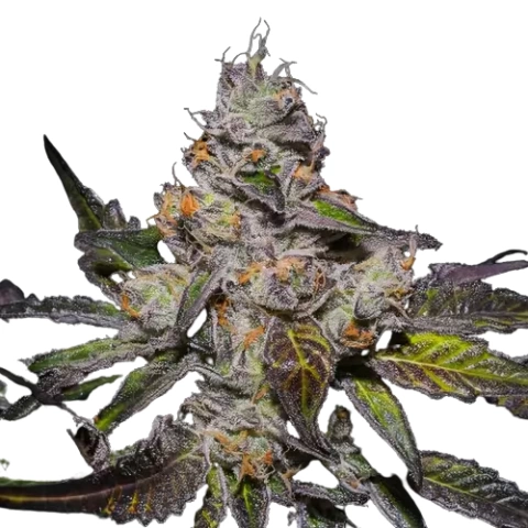 Peanut Butter Breath Cannabis Seeds