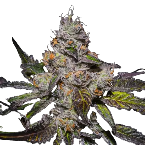 Peanut Butter Breath Cannabis Seeds
