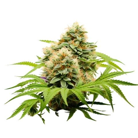 Pineapple Haze Cannabis Seeds