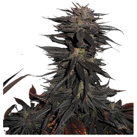 Pineapple Purple Skunk Cannabis Seeds