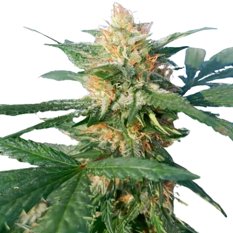 Pluto Kush cannabis seeds