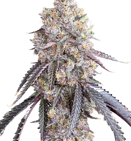 Project Blue Book Cannabis Seeds