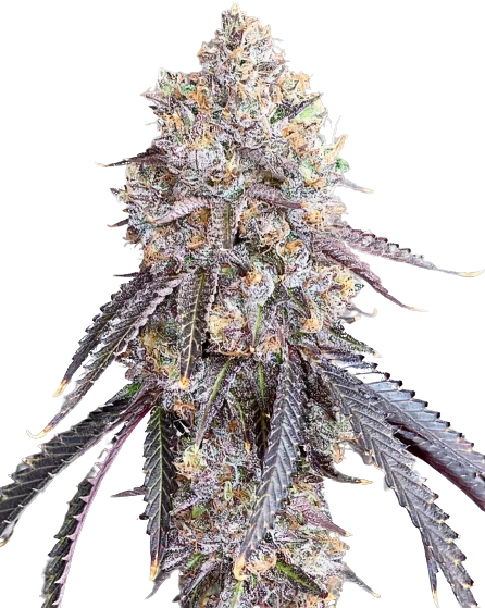 Project Blue Book Cannabis Seeds