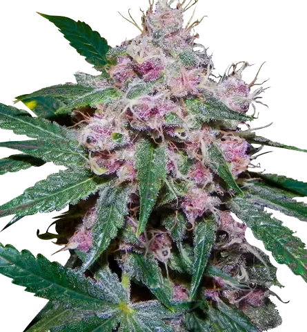 Purple Afghani cannabis seeds