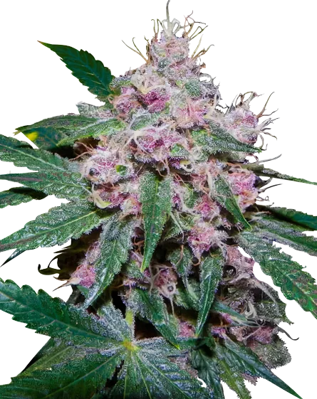 Purple Afghani cannabis seeds