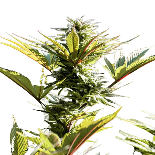 Purple Arrow cannabis seeds