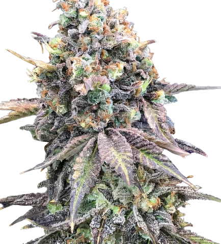 Purple Candy Cannabis Seeds