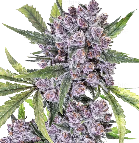 Purple Gorilla Cannabis Seeds