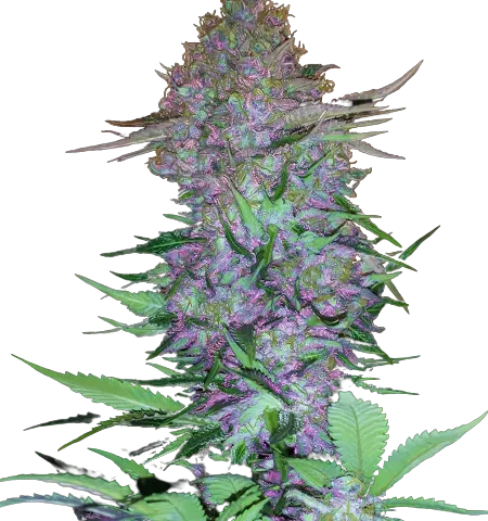Purple Skunk Cannabis Seeds
