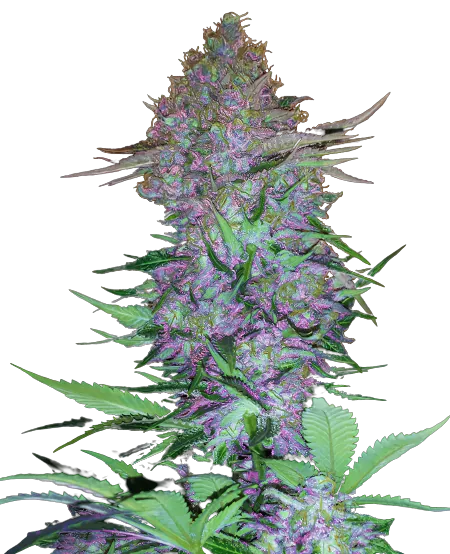 Purple Skunk Cannabis Seeds