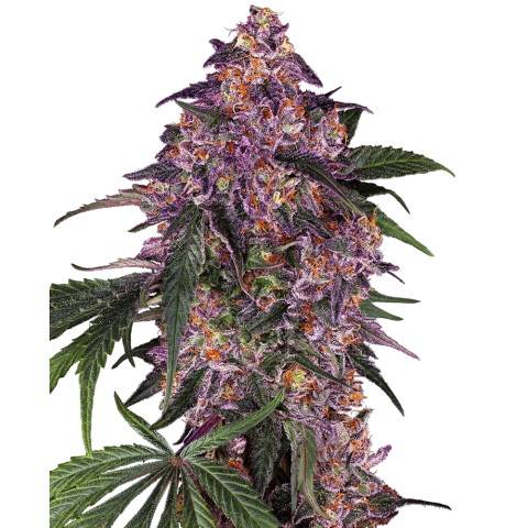 Purple Hindu Kush cannabis seeds