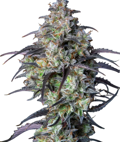 Purple Monkey Balls Cannabis Seeds