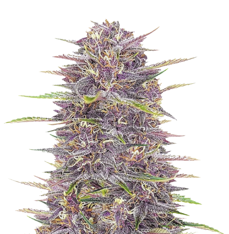 Purple Sour Diesel Cannabis Seeds