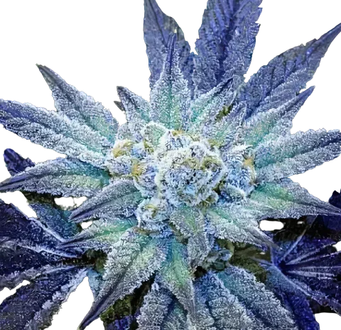 Rare Dankness #1 Cannabis Seeds