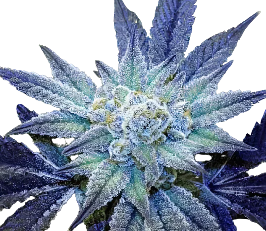 Rare Dankness #1 Cannabis Seeds