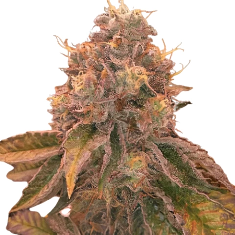 Red Eye OG Cannabis Seeds