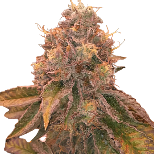 Red Eye OG Cannabis Seeds