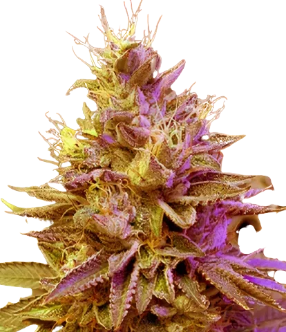 Redwood Kush Cannabis Seeds