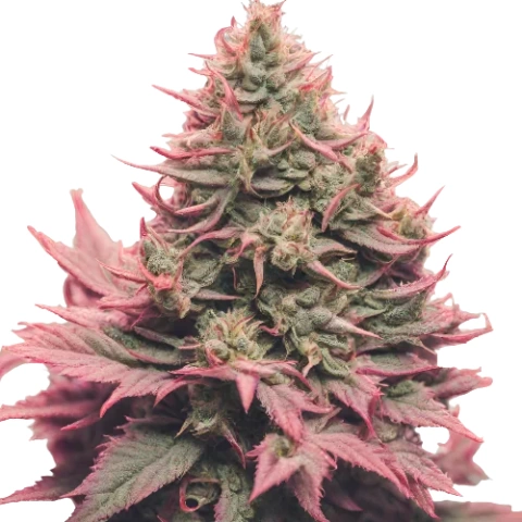 Remo Chemo Cannabis Seeds