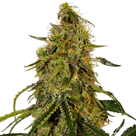 Rob Ford Kush Cannabis Seeds