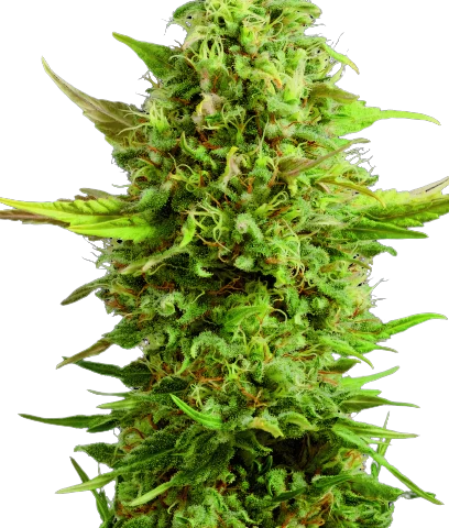 Royal Kush Cannabis Seeds