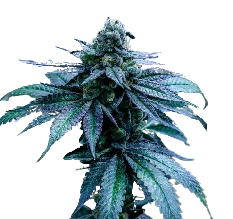 Seattle Blue Cannabis Seeds