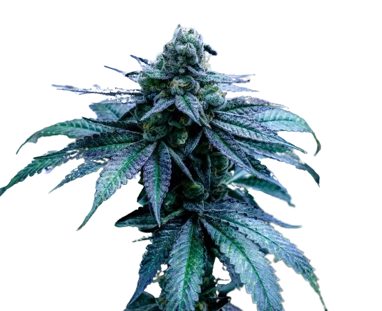 Seattle Blue Cannabis Seeds