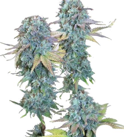 Serious Happiness Cannabis Seeds