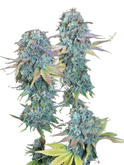 Serious Happiness Cannabis Seeds