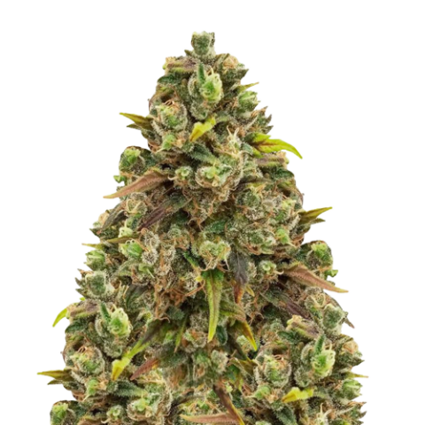 Sexxpot Cannabis Seeds