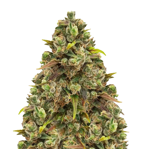 Sexxpot Cannabis Seeds