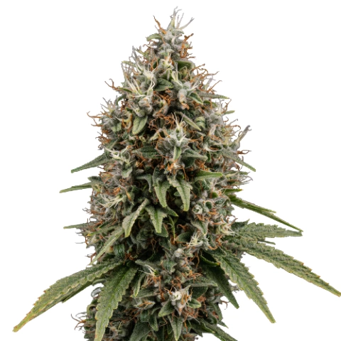 Shoreline Cannabis Seeds