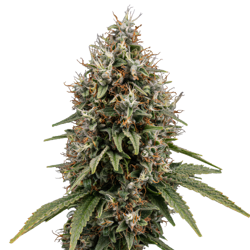 Shoreline Cannabis Seeds