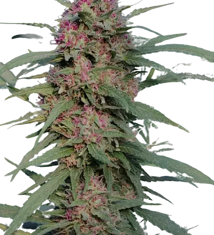 Sierra Mist Cannabis Seeds