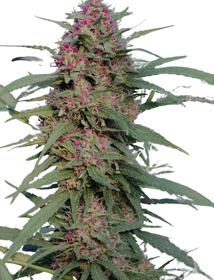 Sierra Mist Cannabis Seeds