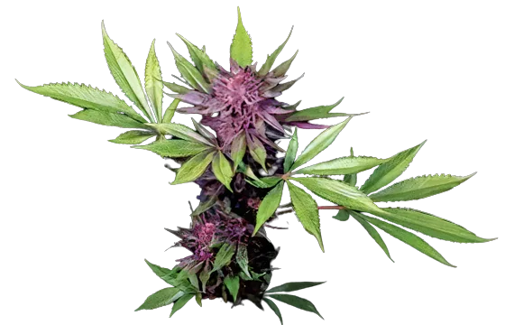 Sirius Black Cannabis Seeds