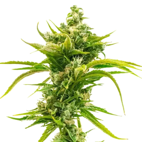Skunk Diesel Cannabis Seeds