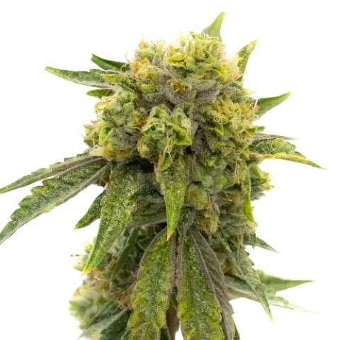 Skunky Afro Cannabis Seeds