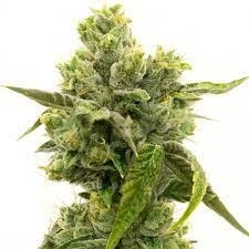 Skunky Jack Cannabis Seeds - Image 2