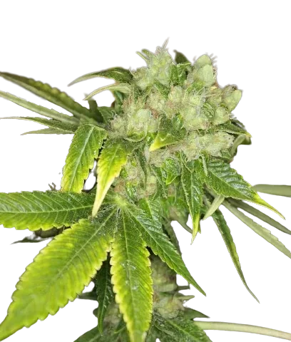 Sour Cream Cannabis Seeds