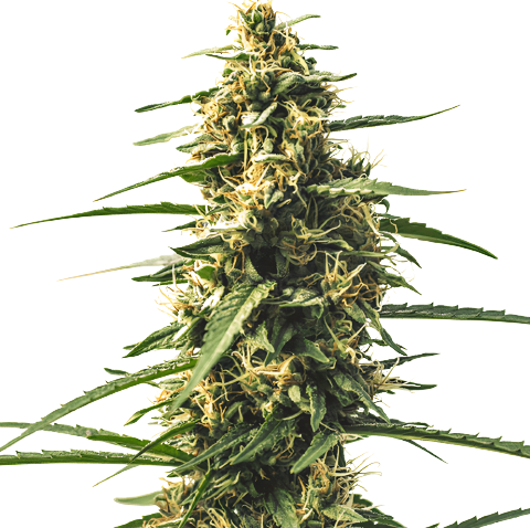 Sour Tsunami CBD Cannabis Seeds
