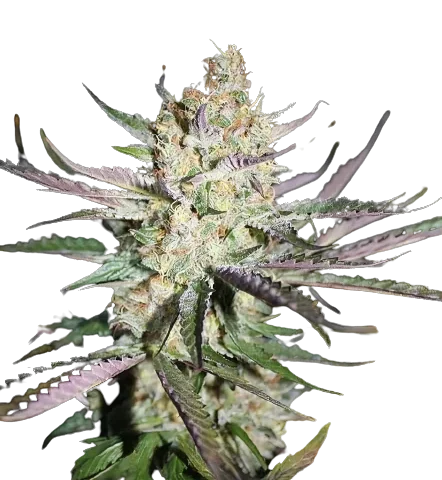 Star Berry Cannabis Seeds