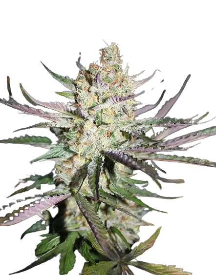 Star Berry Cannabis Seeds