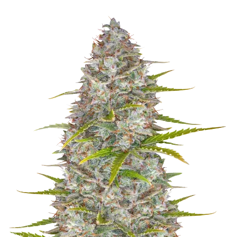 StarBud Cannabis Seeds
