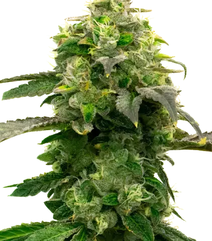 Steve's Dream Queen Cannabis Seeds