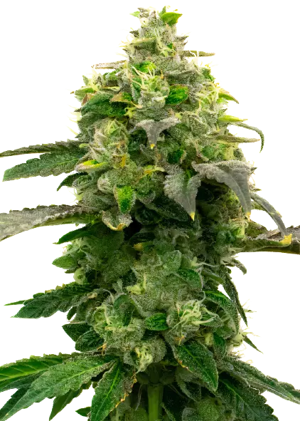 Steve's Dream Queen Cannabis Seeds