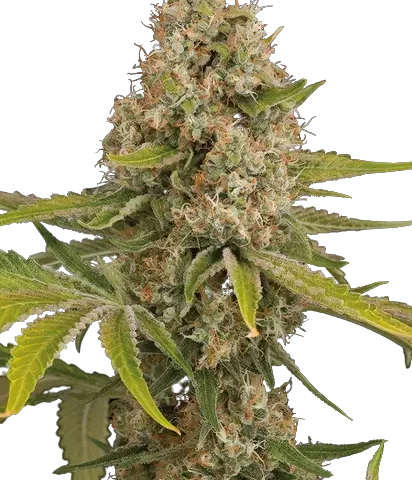 Stinking Rich Cannabis Seeds