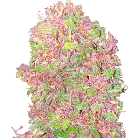 Strawberry Milkshake Cannabis Seeds