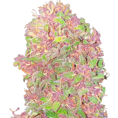 Strawberry Milkshake Cannabis Seeds